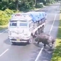 Rhino hits truck in assam