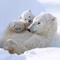 Baby polar bear enjoying with mother in ice