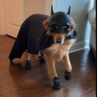 Dog dressed up for halloween as bat dog