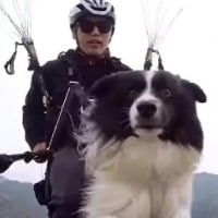 Pet dog goes paragliding with hooman Internet is divided over viral video