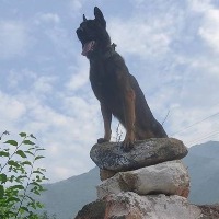 Army dog Zoom dies of injuries 