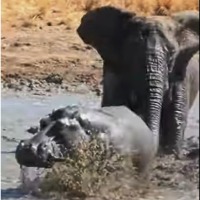 Angry elephant chases Hippo at african national park