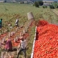 Man unusual way of loading tomatoes in a vehicle wows people Watch viral video