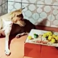 A pawfect home for Nagpur stray dogs Kutte Waale Baba Ka Ashram