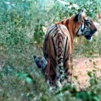 Tadoba Junabai from Tadoba becomes mother of 17 calves Gave birth to 3 calves for the fifth time