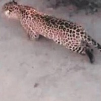 Karnataka: Leopard that injured three people, caught