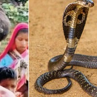 Cobra bites 8 year old Chhattisgarh boy he bites it back twice snake dies