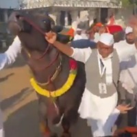 Digvijay Singh dances with a buffalo 