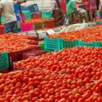 Kilo Tomato for Rs 2 in Kurnool market