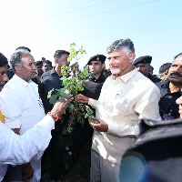 Chandrababu visits a cotton field in Kurnool distrcit