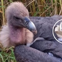 Missing rare white rumped vulture from Nepal found in Bihar