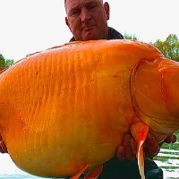 British angler catches massive 30 kg goldfish netizens are stunned