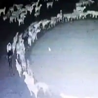 Mystery Behind Sheep Walking In Circle In China 