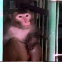 Officials in Uttar Pradesh have sentenced a monkey to life imprisonment