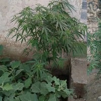 Police Busted ganja cultivation in a home garden at markapur prakasam district