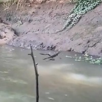 Viral Video Shows Reptile Walking On Water