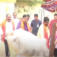 Cow hits GVL Narasimha Rao with back leg