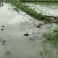 Heavy rains lashes AP South Coastal districts 