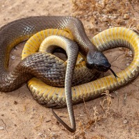Inland Taipan termed as most venomous snake in the world