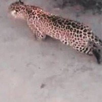 Leopard that entered pharma company premises in T'gana captured