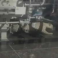 Cheetah entered Hetilo labs in Sangareddy district