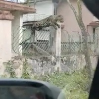 Leopard Leaps Over Fence and Attacks Car