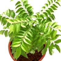 Curry Leaves Can Help You Prevent Chest Congestion