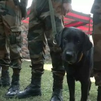 Bsf Dog Deployed On Bangladesh Border Gets Pregnant