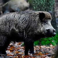 Wild boars die in large numbers in TN, swine flu suspected