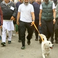 Priynaka Gandhi pet dog walks with Rahul Gandhi Bharat Jodo