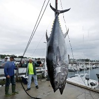 Tuna garners two crores in auction