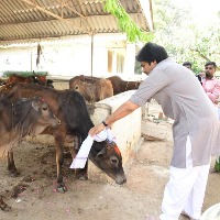 Pawan Kalyan feeds cows on Kanuma festival