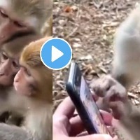 Union Minister Kiren Rijiju posts clip of monkeys scrolling through a smartphone