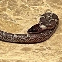 Selfie with snake claims Andhra youth's life