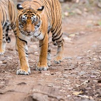 India now home to 70percent of worlds tigers govt tells SC