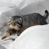 Rare Pallas Cats found at Mount Everest 
