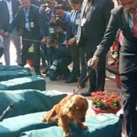 Detection dogs sniff Union Budget copies outside Parliament vedio