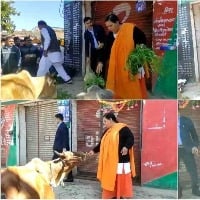 BJPs Uma Bharti Ties Stray Cows In Front Of Liquor Shops