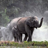 Wild elephants trample tracker to death in Andhra Pradesh