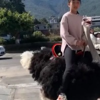 Girl Rides On Back Of Ostrich To School In China