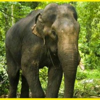 Jharkhand Elephant Kills 16 people in 12 days