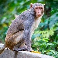 monkey bites off kids finger in Mahabubabad