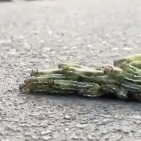 Harsh Goenka shares insightful video of caterpillars to describe what unity means