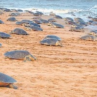 Olive Ridley Turtles On Odisha Beach For Annual Mass Nesting