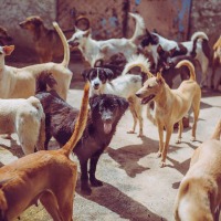 Nepal expert teams to catch stray dogs in Telangana 