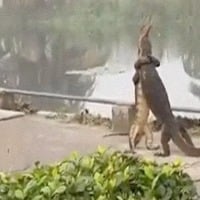 Two reptiles fight with each other while standing up