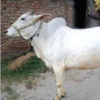Allahabad High Court suggests to declare cow as protected national animal