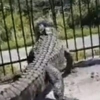 Viral video of alligator bending a fence in Florida shocks the internet 