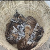 Andhra Pradesh: Four tiger cubs in Vet hospital, search on for mother