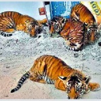 Four Tiger Cubs enters into village in Nandyal District